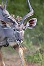 Greater Kudu Chobe